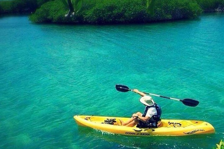 Mangroves Kayaking with Pickup & Drop Off