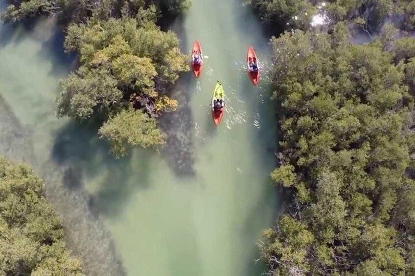 Mangroves Kayaking with Pickup & Drop Off