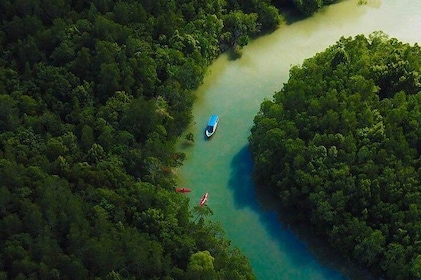 Eco-Mangrove Boat Cruises
