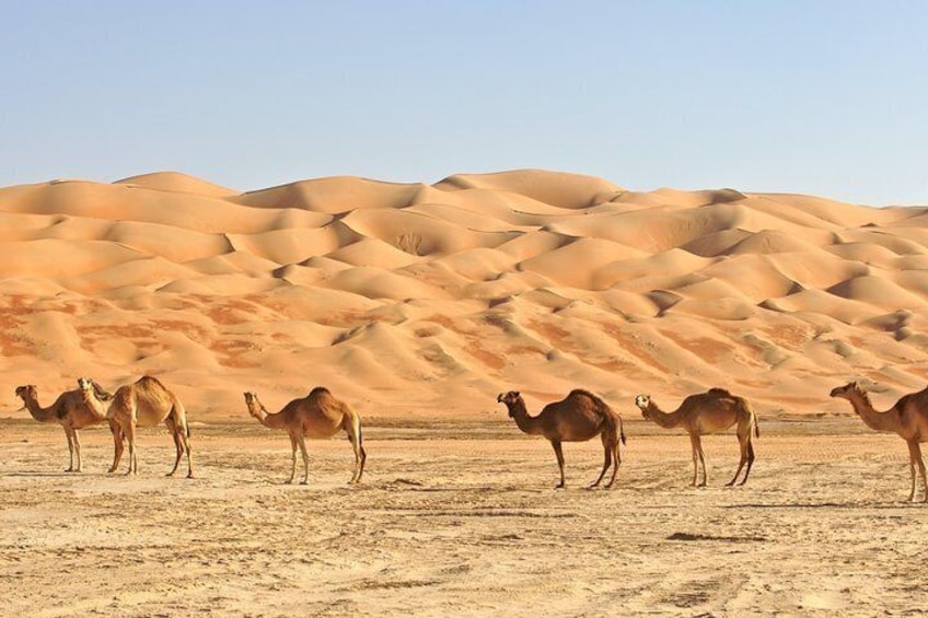 Private Liwa Full Day Desert Safari for Couples