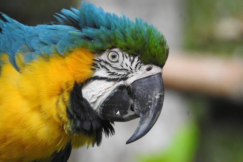 Cuyabeno Tucan lodge