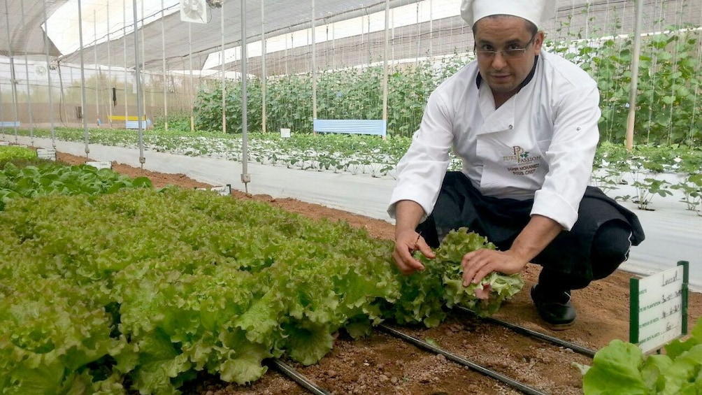 Pure Passion chef harvesting fresh produce grown in-house in Agadir