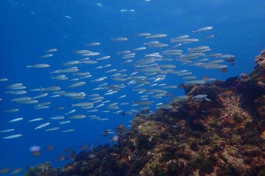 Snorkelling, Marine Life Lanzarote