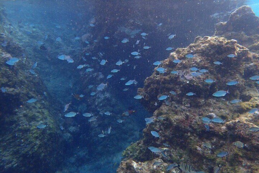 School of fish in Playa Chica