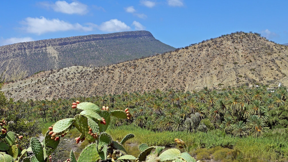 Succulent plants in a field with surrounding hills in Paradise Valley