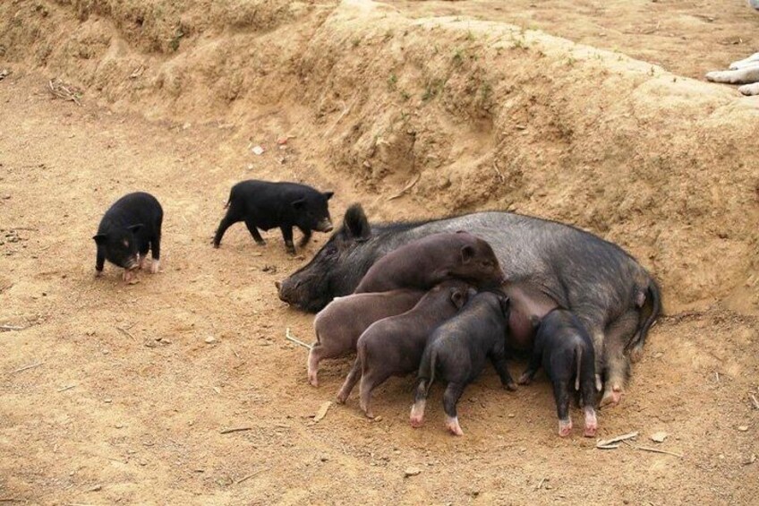 The pigs