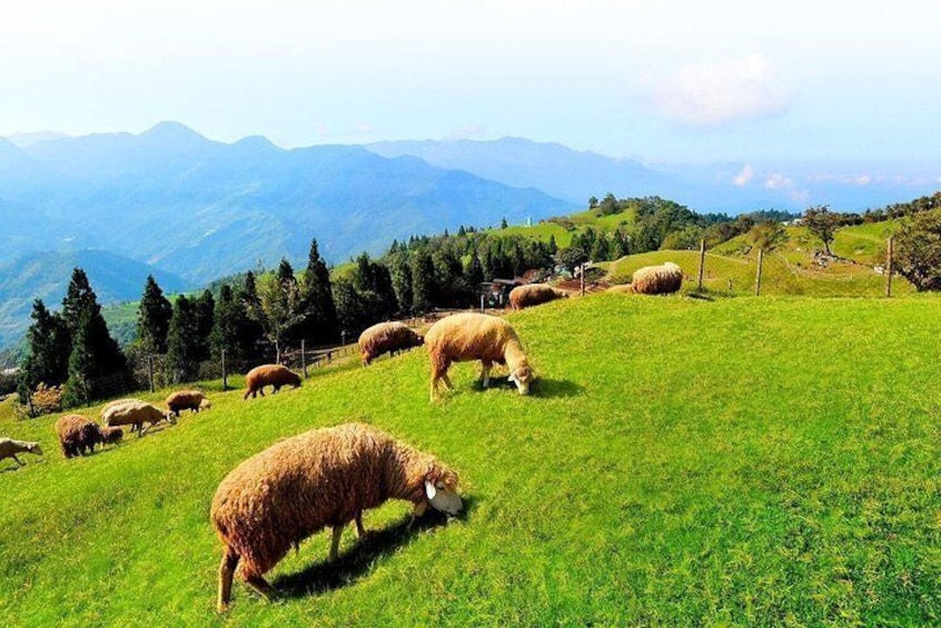 Cingjing Farm