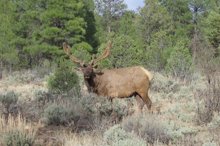 Rocky Mountain bull elk