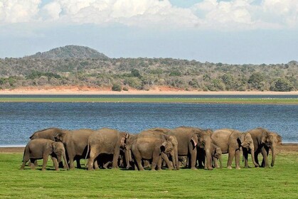 Parque Nacional Minneriya | Safari Privado