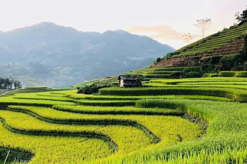 Trekking SaPa 1 Day - the best terraced rice field