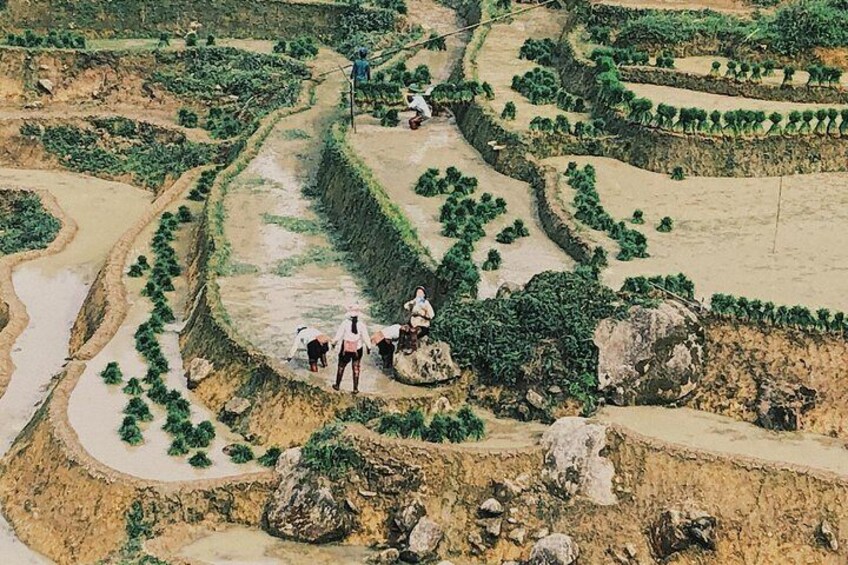 Trekking SaPa 1 Day - the best terraced rice field
