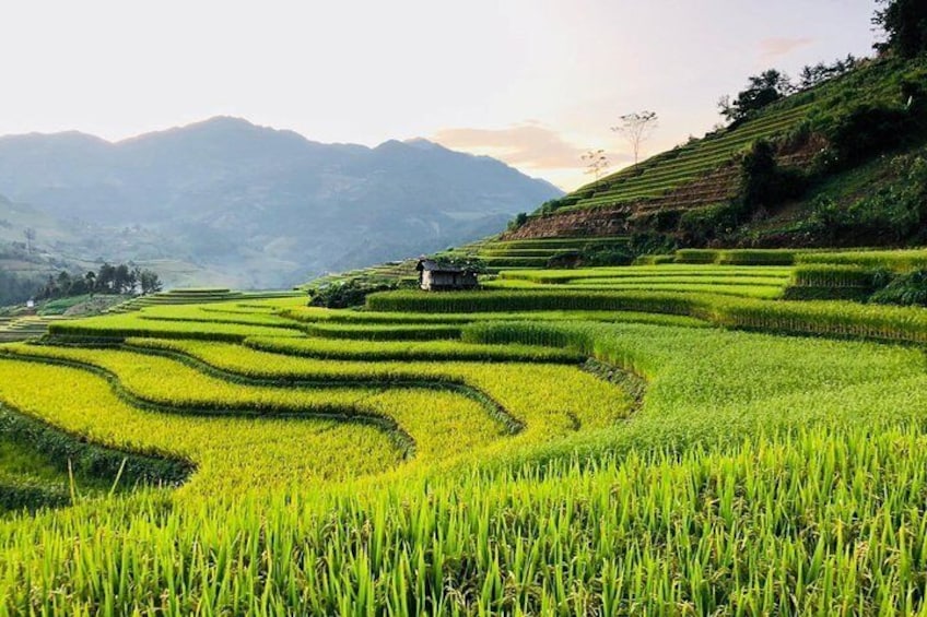 Trekking SaPa 1 Day - the best terraced rice field