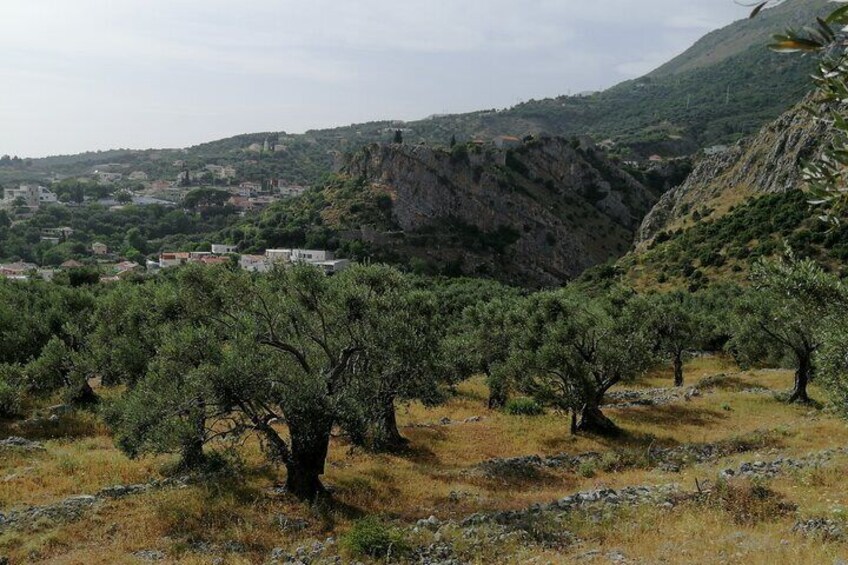olive grow and Old town