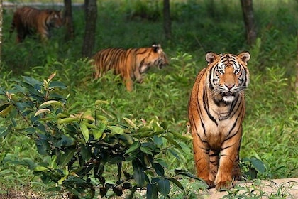 Dive deep into the wild wonders of Sundarban.