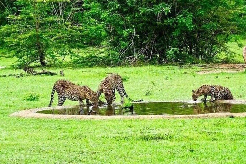 Thirsty