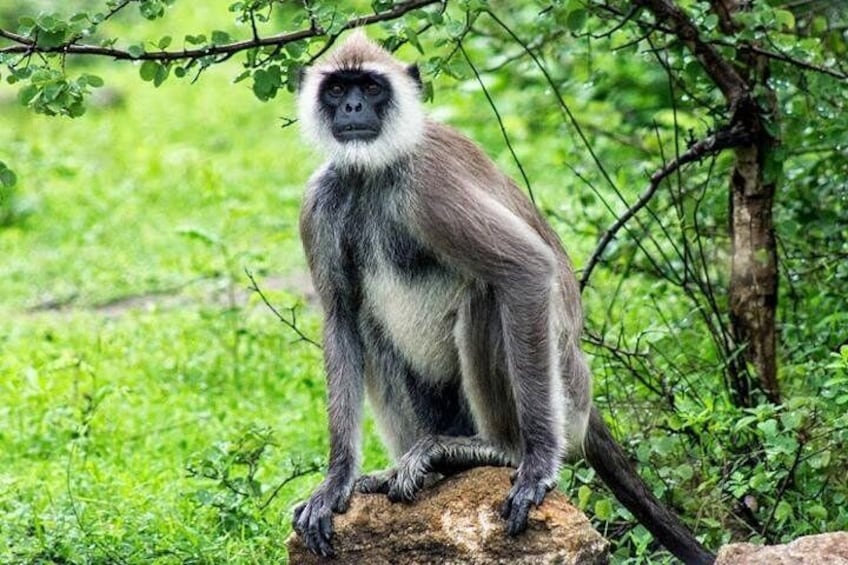 Gray Langur 