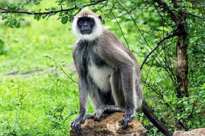 Gray Langur