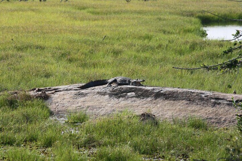 Yala National Park Safari Tour - 2 nights 3 days