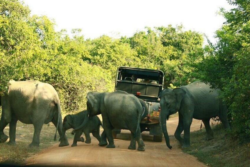 Yala National Park Safari Tour - 2 nights 3 days