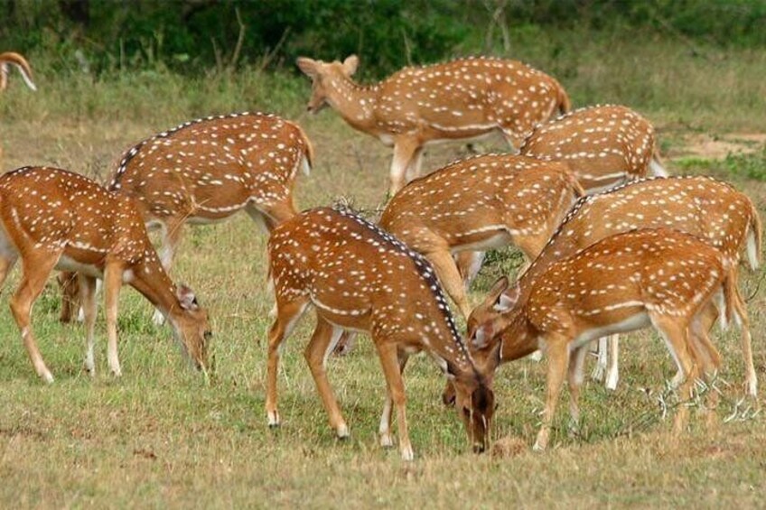 Deer
