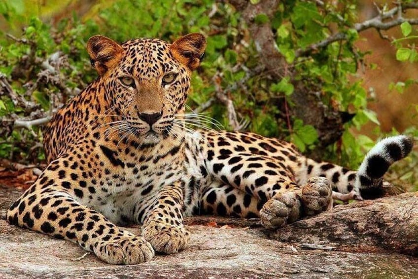 Leopards