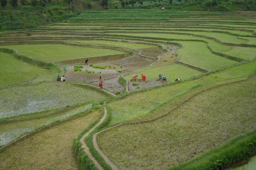 The farmers engaged planting rice.