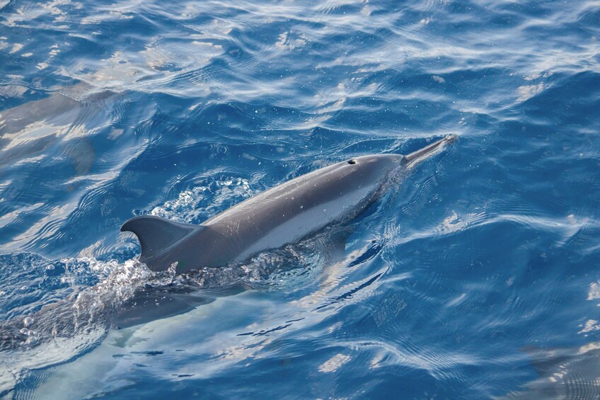 Dolphin Watching in the Strait of Gibraltar (Day Trip from Seville)