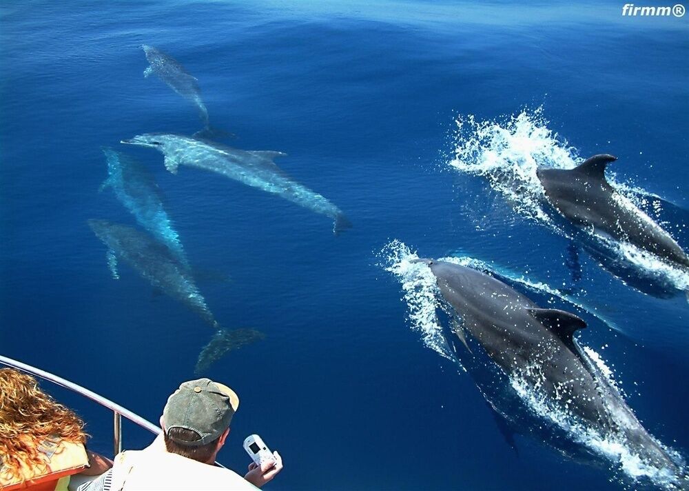 From Seville Tarifa Whale Watching Day Trip