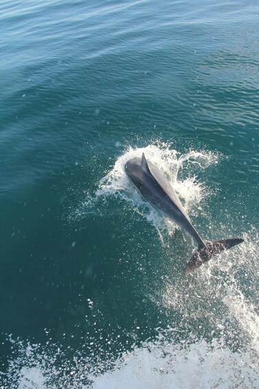 Dolphin Watching in the Strait of Gibraltar (Day Trip from Seville)