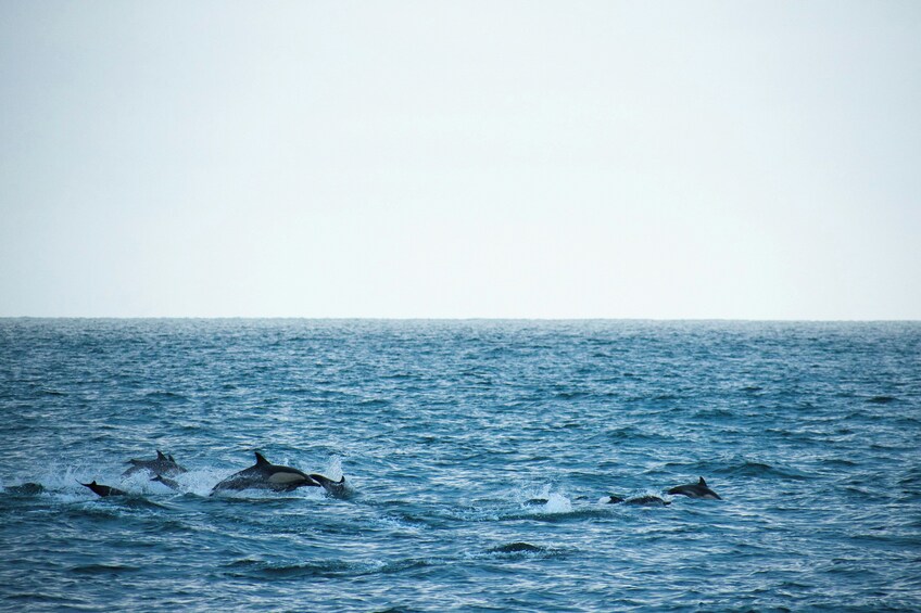 Dolphin Watching in the Strait of Gibraltar (Day Trip from Seville)