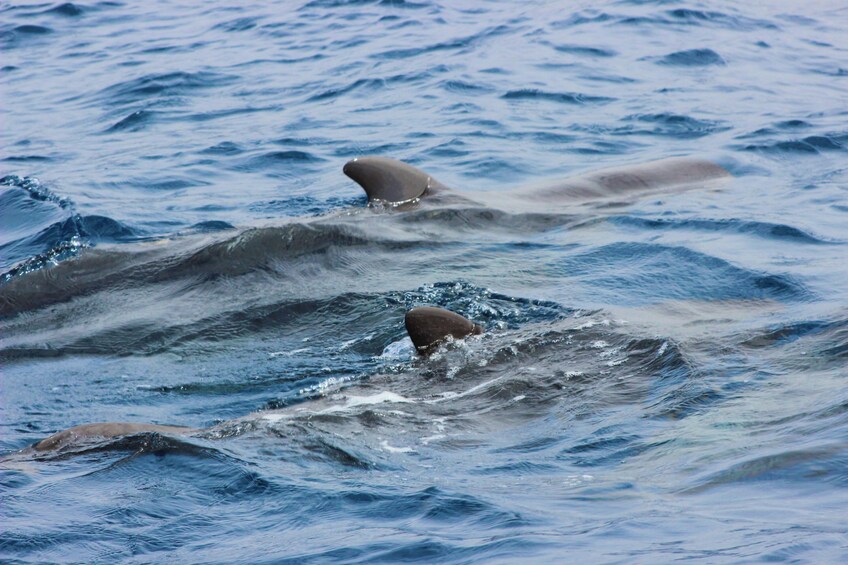 Dolphin Watching in the Strait of Gibraltar (Day Trip from Seville)