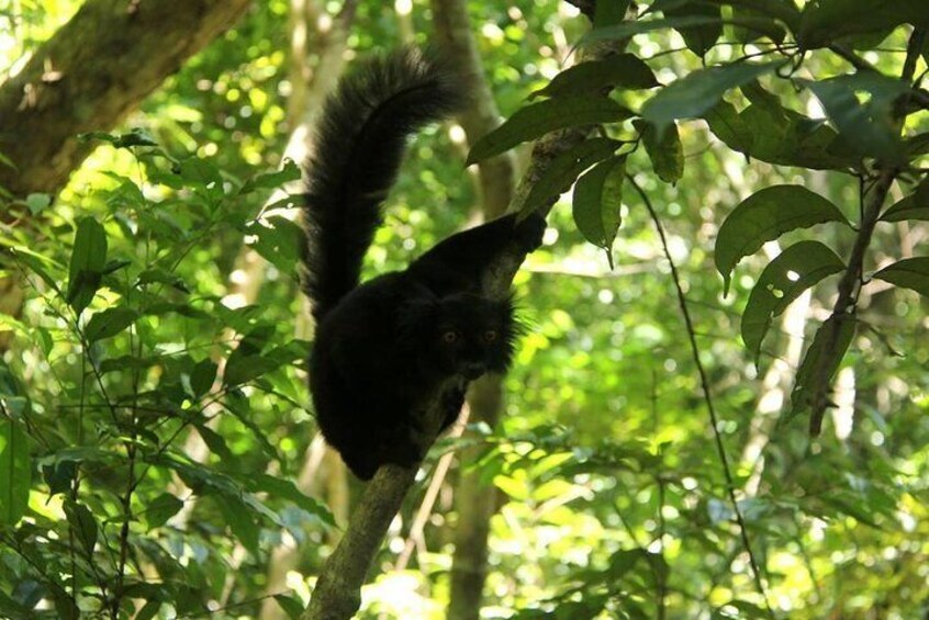 Lokobe Reserve