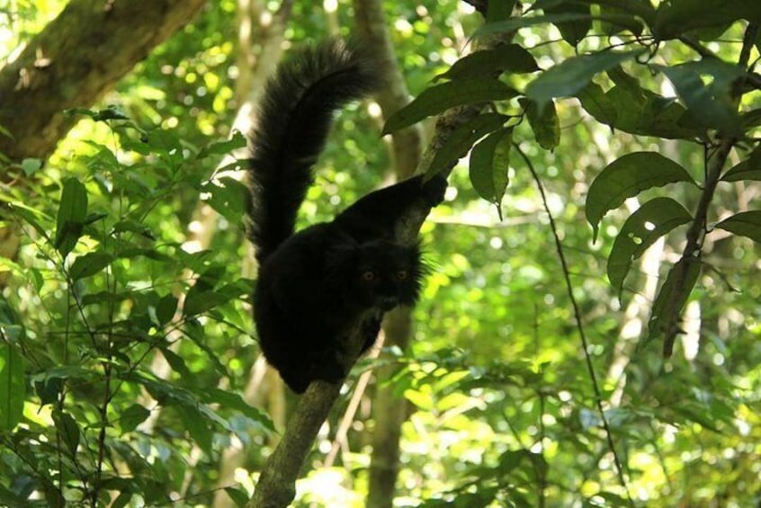 Lokobe Reserve