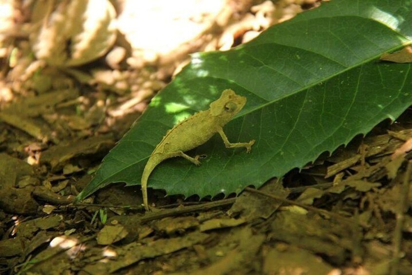 Lokobe Reserve