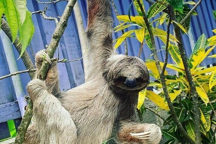 Awesome Iguana, Sloth & Monkey Encounter