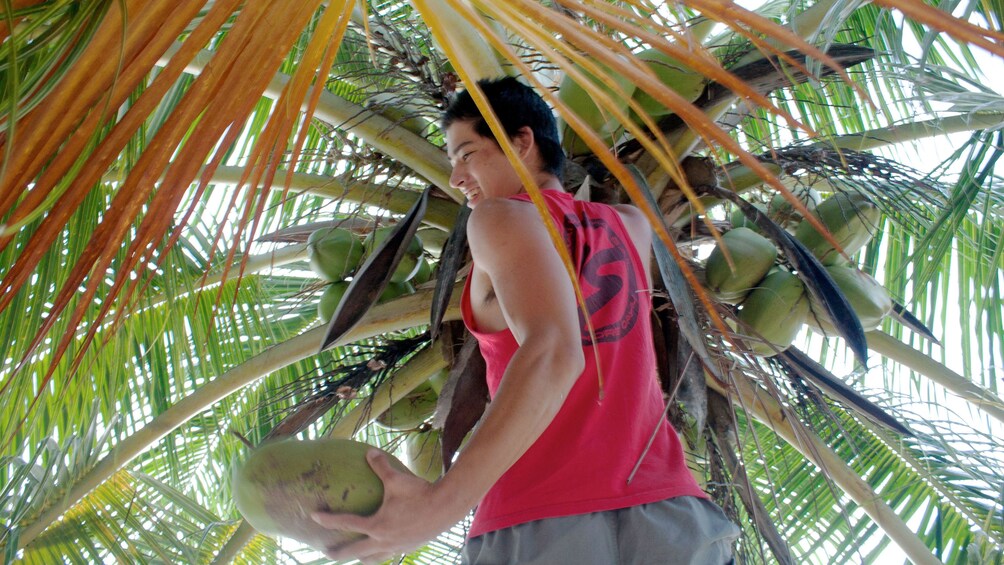 Young man picking mangoes off a tree at the Toddy Climber in Shwehlaing