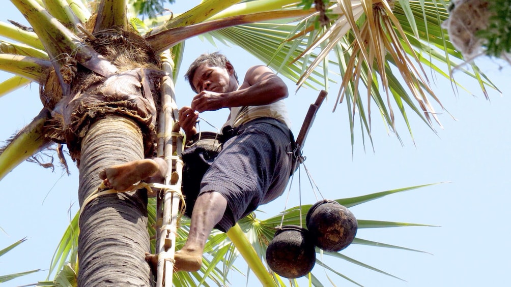 Man climbing a tree at the Toddy Climber in Shwehlaing