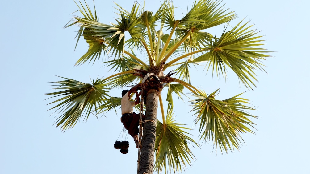 Man climbing a tree at the Toddy Climber in Shwehlaing
