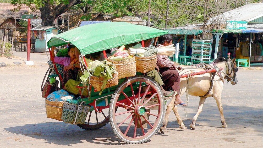 View of the Traditional bullock carts used by the farmers of Myanmar in Bagan 