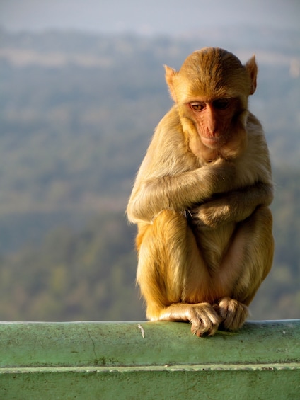 Private Half-Day Mount Popa Tour