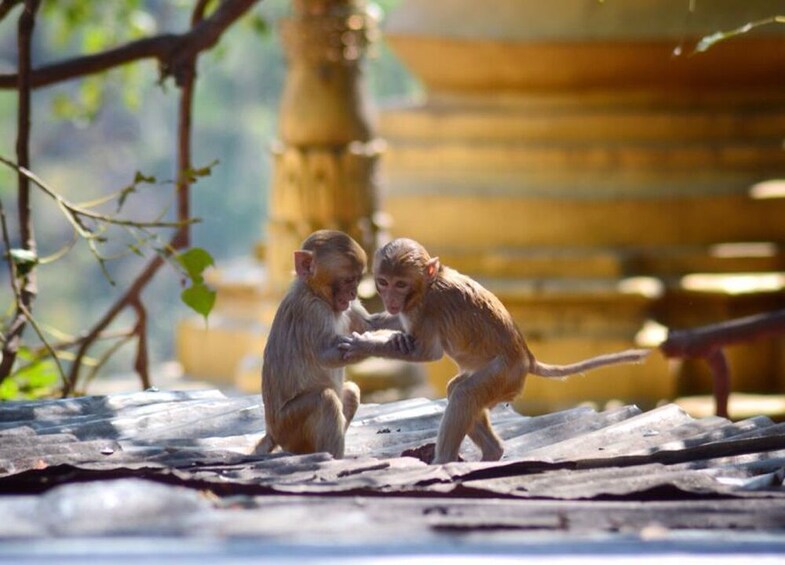 Private Half-Day Mount Popa Tour