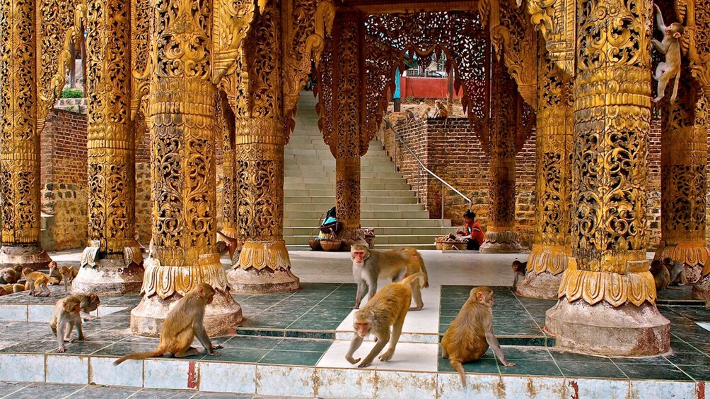 Monkeys in Bagan