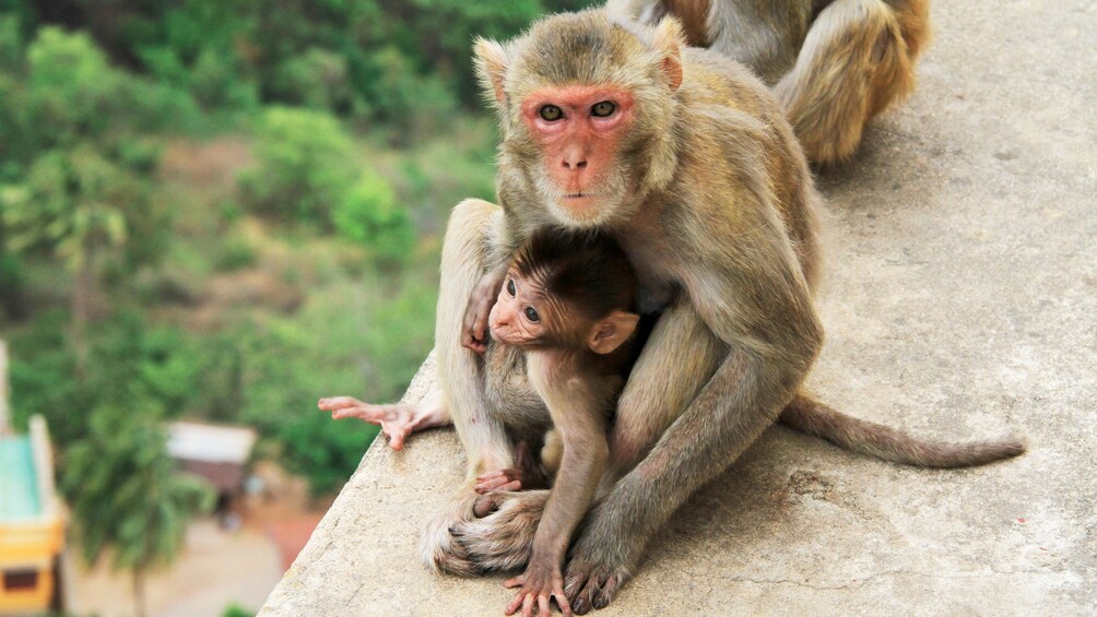 Monkeys seen in Bagan 