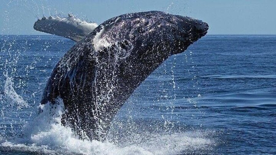 ( Cape Town Private Tour ) Hermanus Whale Watching Full Day