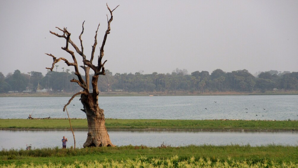 Interesting tree next to a body of water in Mandalay 