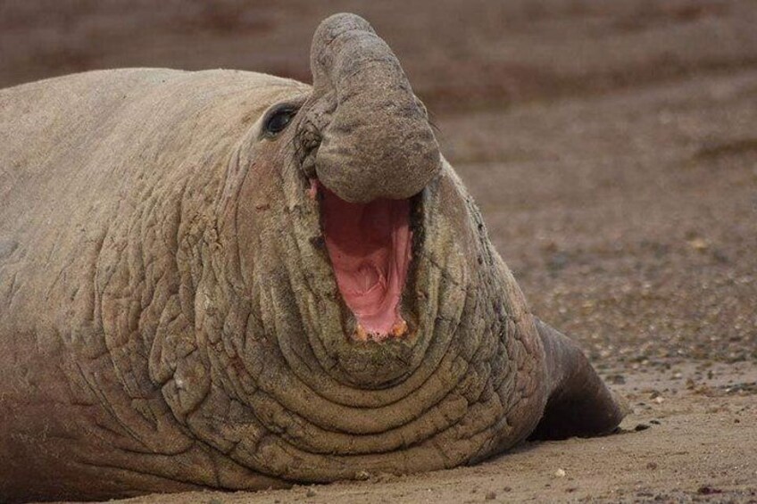 Male elephant seal
Photo: Facu