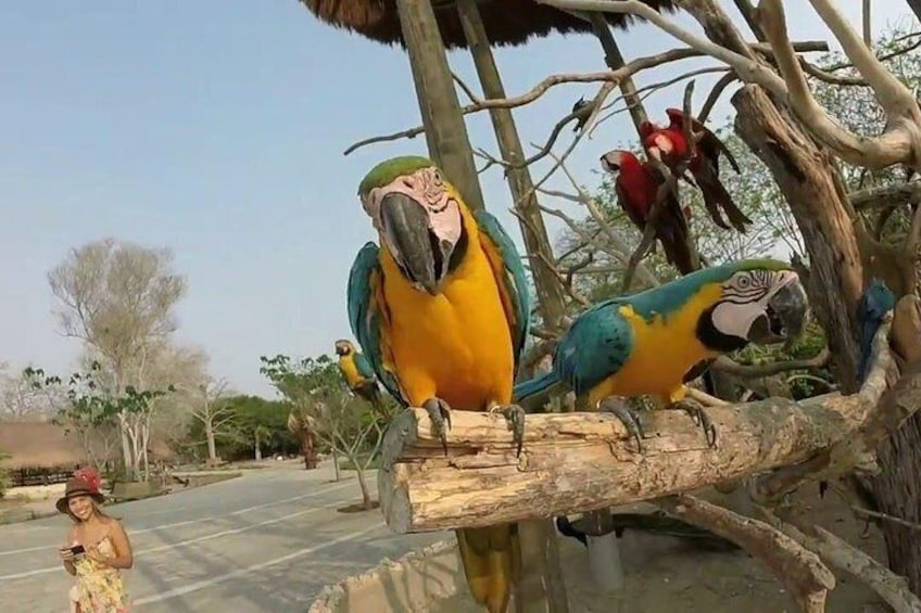 Cartagena private aviary tour
