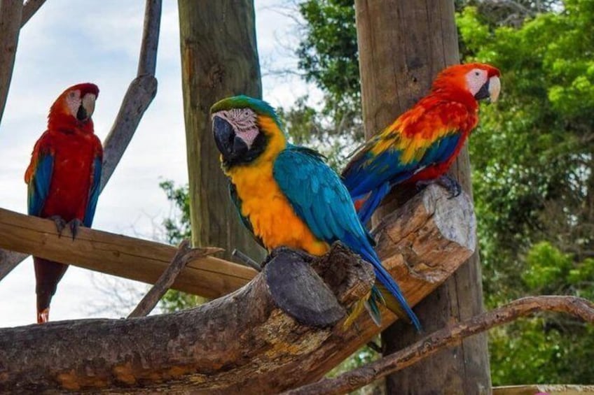 Cartagena private aviary tour