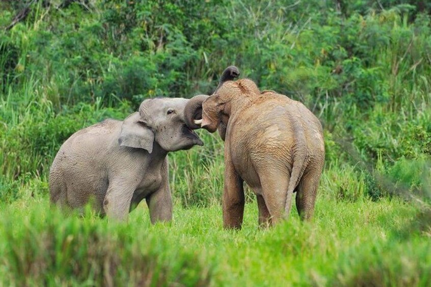 Elephant and Wildlife Watching in Kuiburi National Park - Private Afternoon Tour