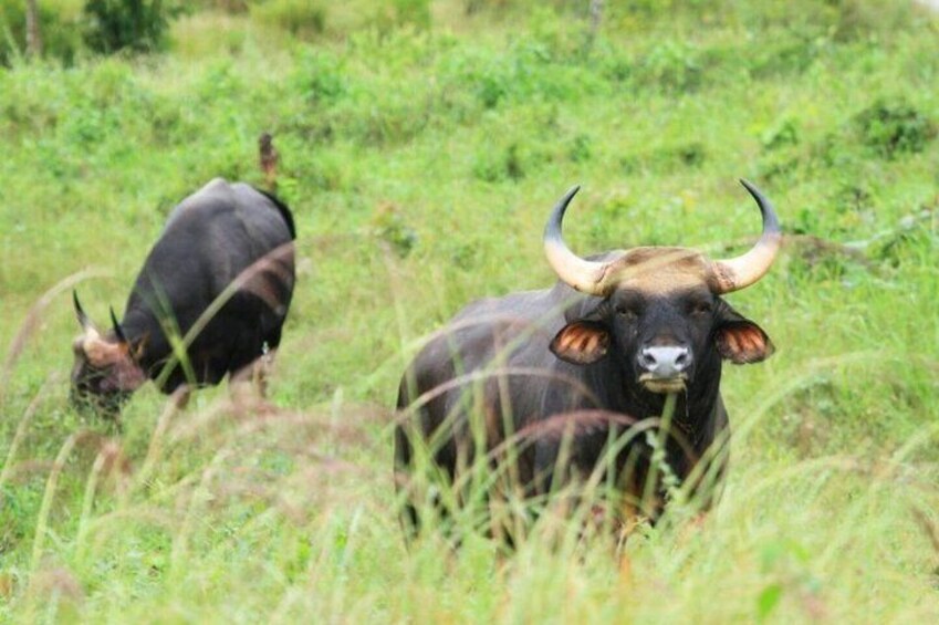 Wild Elephant watching at Kuiburi National Park Private Trip
